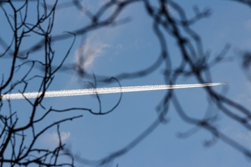 White trace from a flying plane in the blue sky, abstract view from the branches of trees