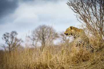 leopard in kruger national park, mpumalanga, south africa 79