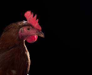 close up of brown rooster head