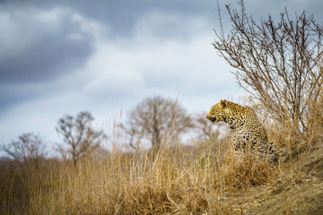 leopard in kruger national park, mpumalanga, south africa 78