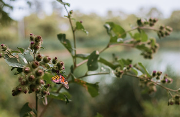 Obraz premium Pequeña mariposa de colores posada en una planta