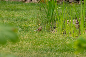 Fototapeta premium Sperling am Teich