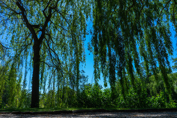 Trauerweide im Park