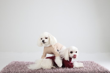 Happy puppies in a photo studio