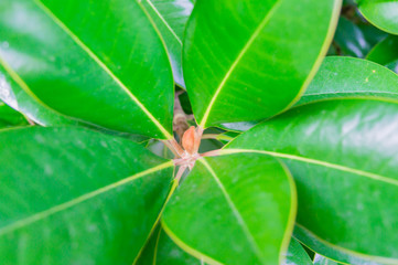 tropical leaves close up. Jungle nature background.