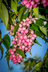 Pink pod flowers on a tree with green leaves and a blue sky background