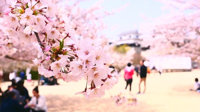 松山城の城下に咲いた桜と花見客