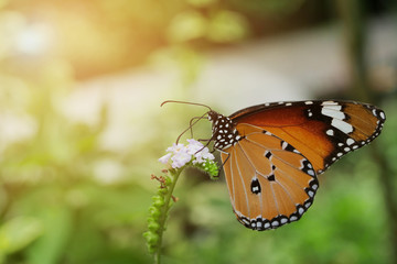 Fototapeta na wymiar beautiful orange butterfly on blossom flower in the morning