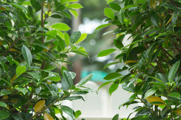 rain drop on green leaf nature