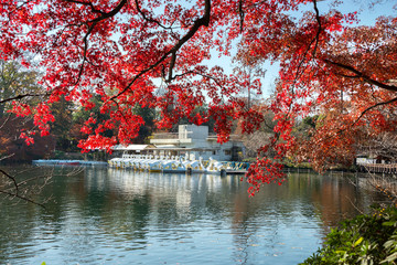 Fototapeta premium 井の頭恩賜公園