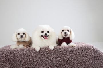 Happy puppies in a photo studio