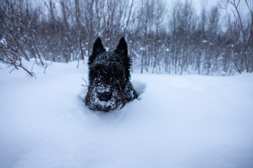 Black dog Scottish Terrier plays in the snow.