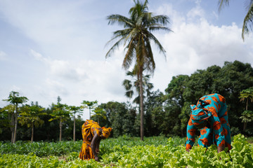 Two African Women Weeding A Salad Plantation In a West African Farming Village
