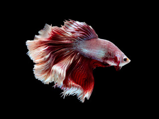 Action and movement of Thai fighting fish on a black background