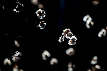 Apricot tree flower