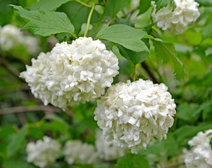 White flowers of guelder-rose of "Bulldenege" variety - Snow ball (Viburnum L.)