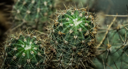 Naklejka na ściany i meble closeup of cactus