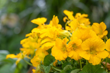 沢山咲いたキンレンカの集まり／Tropaeolum majus