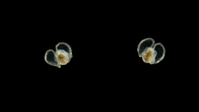 a larva of a sea snail under a microscope, called veliger, class Gastropoda, a type of mollusk, still young and visible ciliary velum with the help of which it swims in water among plankton, also cili