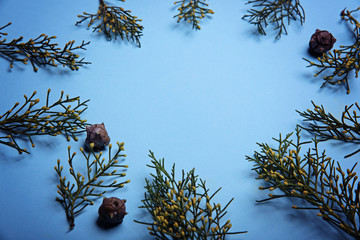 Sprigs of cypress and cones on a light blue background. Flat lay. Copy space.