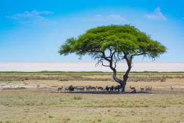 Blick auf die Etosha Salzpfanne, im Vordergrund ein Baum mit Antilopen, Etosha, Naminbia - obrazy, fototapety, plakaty
