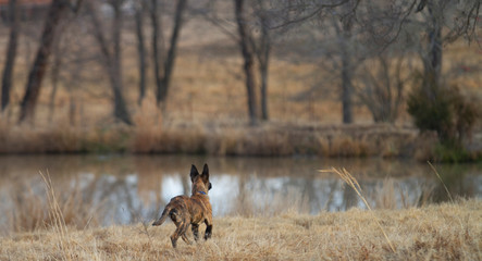 Puppy running around outdoors wearing a collar, brindle camouflage 