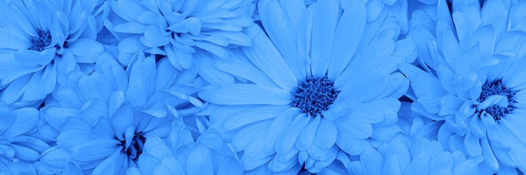 Blue Flowers As A Background, Close Up, Banner