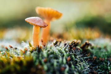 Pilze im Moos © Andreas Nadler