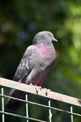 pigeon on branch