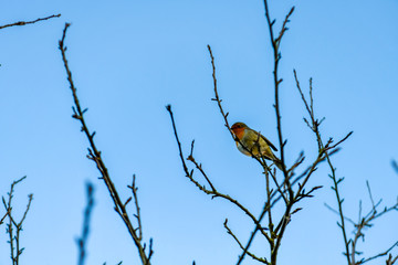robin bird on a tree branch