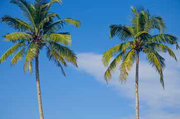 landscape tropics Asia palm trees against the background of the blue sky