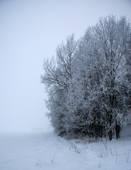 Field in fog