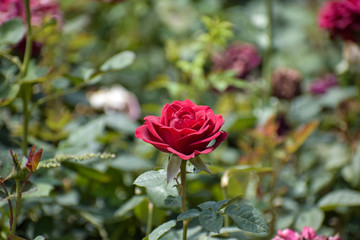 fresh red rose in garden