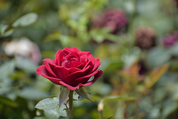 red rose in the garden
