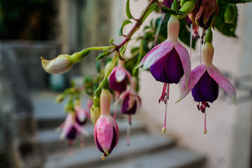 Fuchsia flowers in Sintra, Portugal