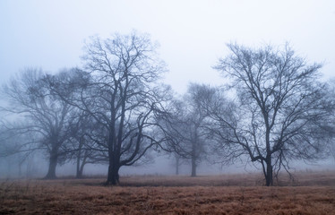 Fototapeta na wymiar Into the mist, winter fog in Oklahoma