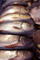 Indian Fresh Fish Big Market in Maharashtra