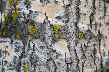 bark of a tree
