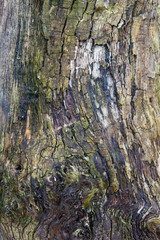 bark of a tree