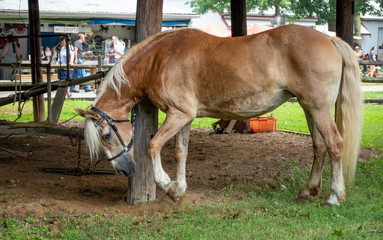 Horse Pawing the Ground
