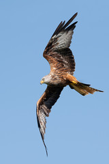 Red Kite (Milvus milvus) flying through a clear blue summer sky