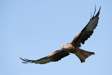 Red Kite (Milvus milvus) flying through a clear blue summer sky