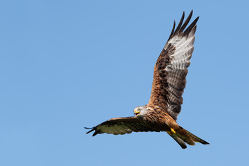 Red Kite (Milvus milvus) flying through a clear blue summer sky
