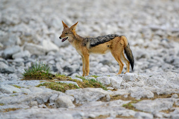 Schabrackenschakal, Canis mesomelas, im Etosha Nationalpark, Namibia