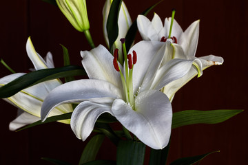 Obraz premium Beautiful white flower with red pistil