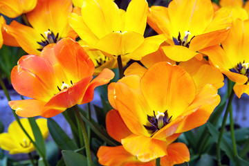 Orange tulips flower bad in park