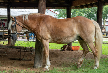 Horse tied to a Post on a Farm