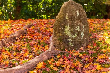 横浜三渓園の紅葉