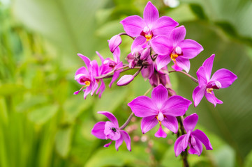 Pink orchids in La Fortuna, Costa Rica