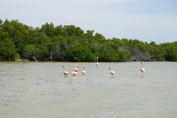 Wild flamingoes in Mexico © Paulina